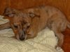 Pups_6_037.jpg