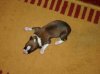 pups_2_days_012.JPG