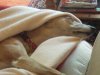 Zephyr_head_snuggly_Sept07.jpg