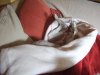 Zephyr_snuggly_Sept07.jpg