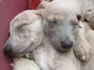 Theo_and_Archie_5_wks.webp Theo_and_Archie_5_wks.webp