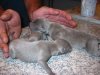 new_puppies_second_day_001.jpg