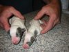 new_puppies_second_day_003.jpg