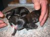 new_puppies_second_day_005.jpg