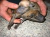 new_puppies_second_day_006.jpg