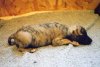 Ziggy___4.5_weeks.jpg
