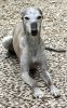 Ziggy_June_06.jpg