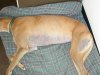 Alopecia_greyhound.jpg