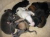 new_puppies_two_weeks_and_three_days_007.jpg