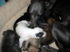 new_puppies_two_weeks_and_three_days_005.jpg