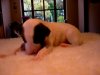 new_puppies_two_weeks_and_three_days_010.jpg