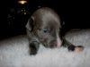 new_puppies_two_weeks_and_three_days_009.jpg