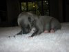 new_puppies_two_weeks_and_three_days_012.jpg