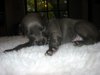 new_puppies_two_weeks_and_three_days_013.jpg