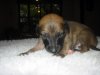 new_puppies_two_weeks_and_three_days_018.jpg