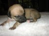 new_puppies_two_weeks_and_three_days_019.jpg