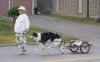 borzoi_pulling_cart_resize_resize_resize.jpg