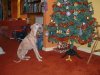 Zephyr_Xmas_tree_2004.jpg