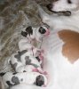 Ceely_pups_4_hours_old__born_26_Jan_2008.jpg