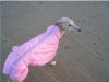 phoebe_princess_in_pink.jpg