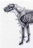 skeletal_structure.jpg