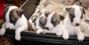 Ceely_pups_at_nearly_four_weeks_ssd.jpg