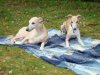 Tarka_and_Bertie_sunbathing.JPG