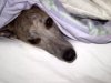 still_in_bed.jpg