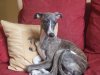 lily_relaxing_new_cushion__.JPG