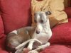 holly_on_cushion.JPG