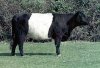 BeltedGalloway.jpg