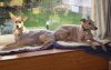 polly_and_callie_feb_08.jpg polly_and_callie_feb_08.jpg