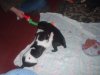 pups23_010.jpg