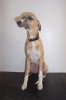 pups_022_resize.jpg