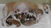 Litter_at_1wk_old_pic2.jpg