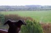 minty_and_the_swallows_022_resize_resize.jpg