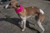 verity_in_pink_collar_mac_019_resize_resize.jpg