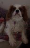 thaniel_the_spaniel_028_resize.jpg