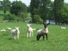 sheep_estate.JPG