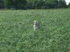 willow_having_fun.JPG