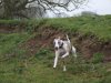 holly_jump_new_walk.JPG
