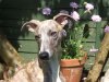 Lily_head_garden.JPG