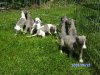 aprils_pups_4.JPG