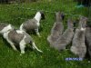 aprils_pups_7.JPG