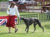 2008_0615CHgreyhoundshow200800651.jpg