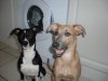 pups_new_pics_164.jpg