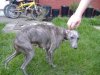 whippet.JPG