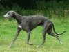 Greyhound_year_book1.jpg