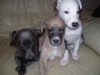 poppys_puppys_090.JPG