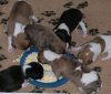 pups_1st_feed_18_days.jpg